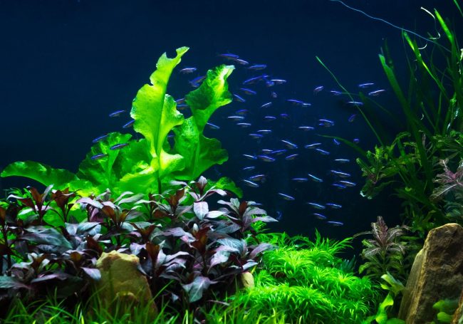 The Nitrogen Cycle In Your Fish Tank Explained Warehouse Aquatics