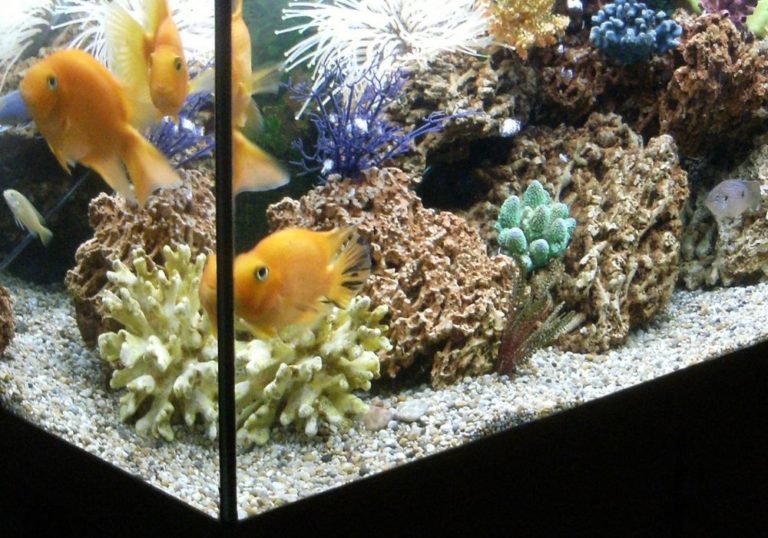 Fill your tropical fish tank and allow time for water cycling | Warehouse Aquatics | Middlewich