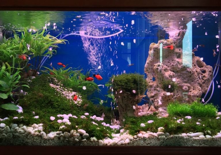 Decorate your fish tank | Warehouse Aquatics | Middlewich