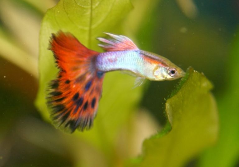Add your tropical fish | Warehouse Aquatics | Middlewich