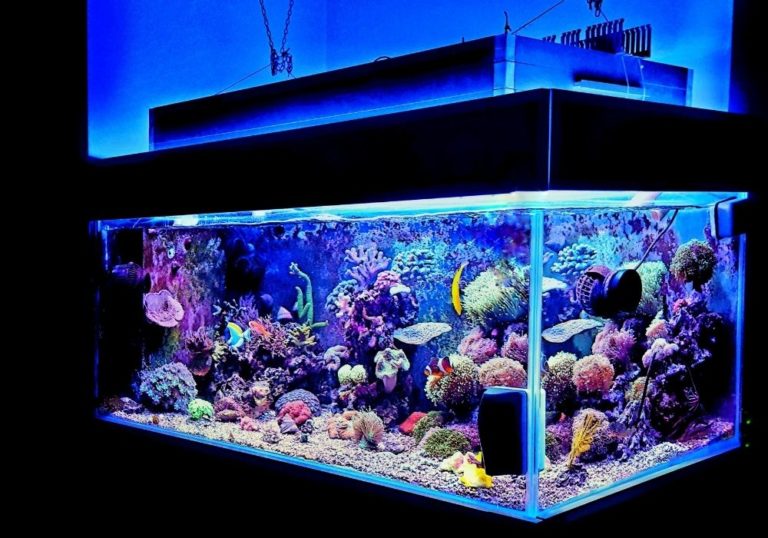 How To Set Up A Tropical Fish Tank Warehouse Aquatics   Find The Best Place To Put A Fish Tank 768x538 