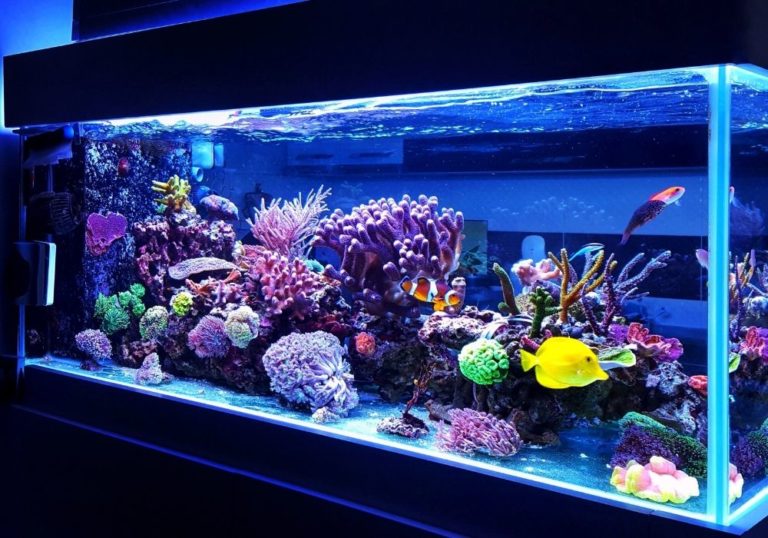 Where's the best place to put a fish tank? Warehouse Aquatics