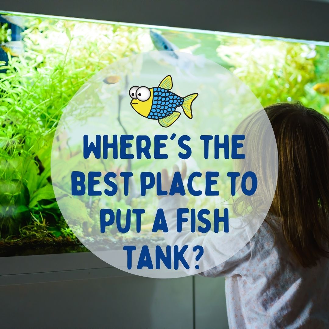 Where's the best place to put a fish tank? Warehouse Aquatics