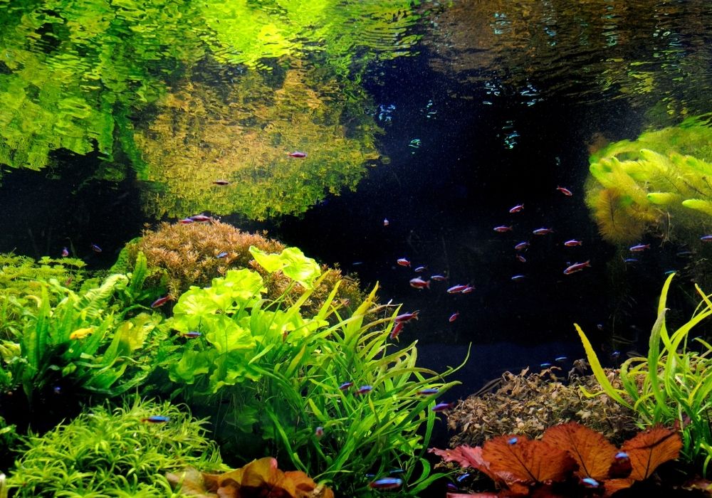 Do fish need light in aquariums? Aquarium lights Warehouse Aquatics