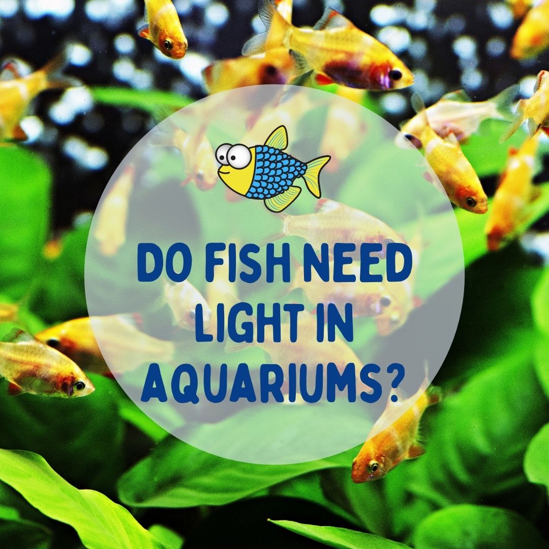 Do fish need light in aquariums? Aquarium lights Warehouse Aquatics