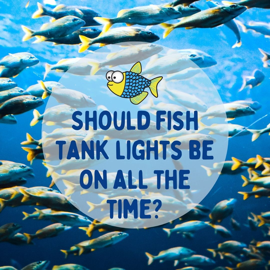 From time to time, you might have - Underwater Fish Light