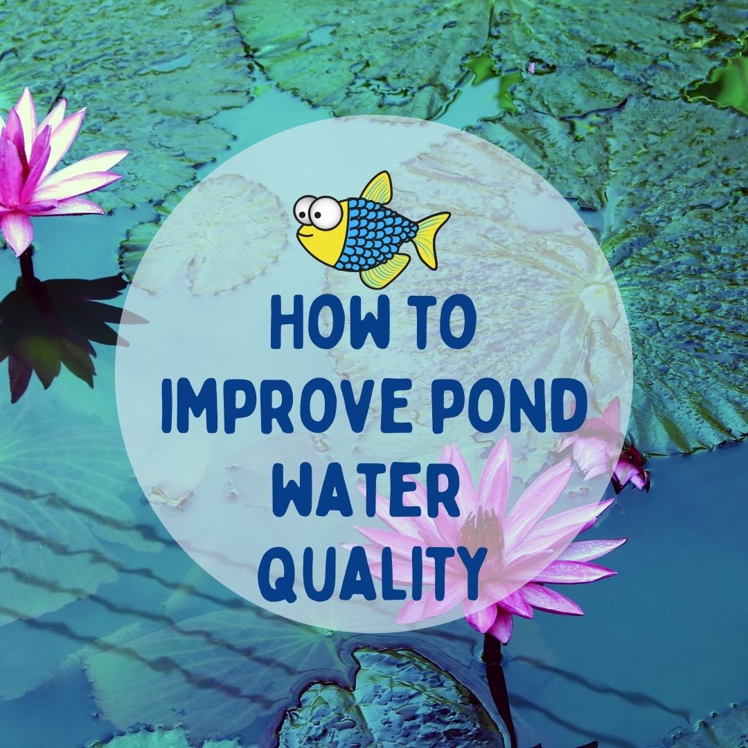 Improve pond water quality How to test pond water Warehouse Aquatics