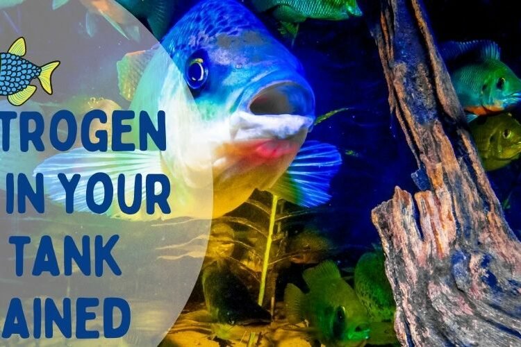 Guides & Advice Archives Warehouse Aquatics