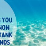 Everything you need to know about fish tank backgrounds | Warehouse Aquatics | Middlewich