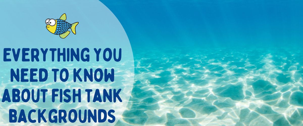 Everything you need to know about aquarium backgrounds
