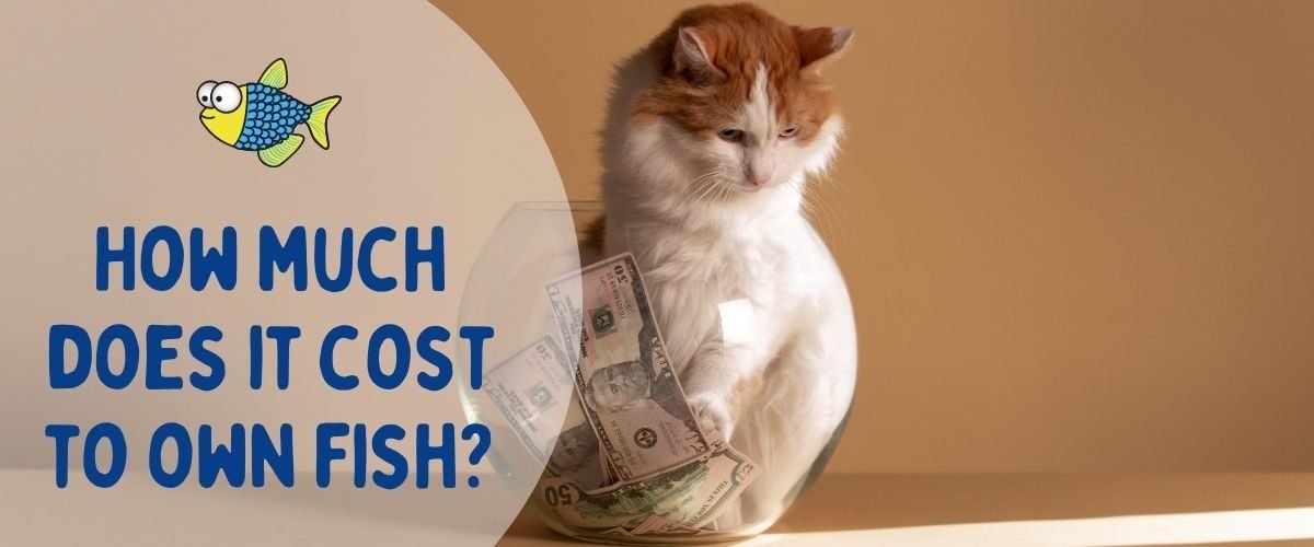How much does it cost to own fish? | Warehouse Aquatics | Middlewich