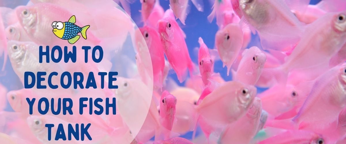 How to decorate your fish tank | Warehouse Aquatics | Middlewich