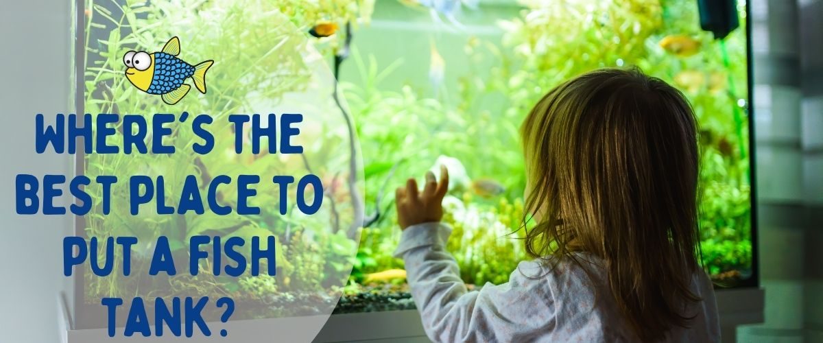 Where's the best place to put a fish tank? | Warehouse Aquatics | Middlewich